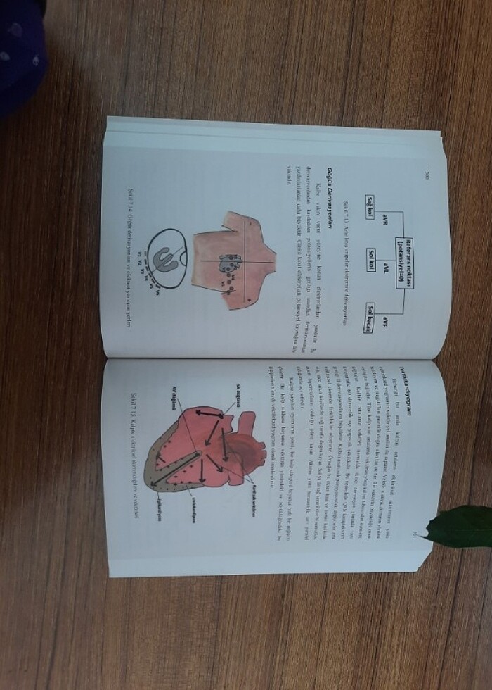 İnsan ve Hayvan Fizyolojisi - Görsel 3