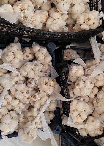 file sarımsak - Görsel 3