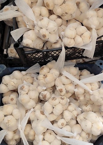 file sarımsak - Görsel 2