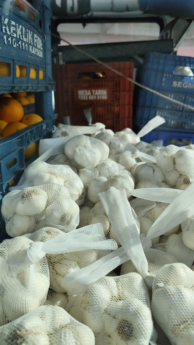 file sarımsak - Görsel 4