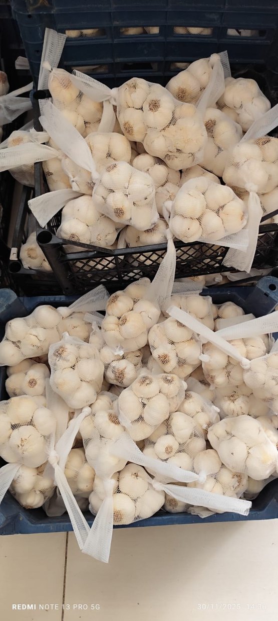 file sarımsak - Görsel 2