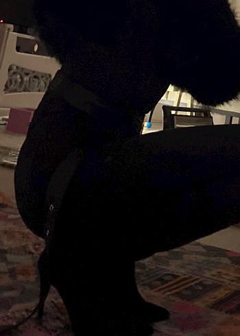 Siyah Süet Diz İnce Topuklu Bot - Görsel 3