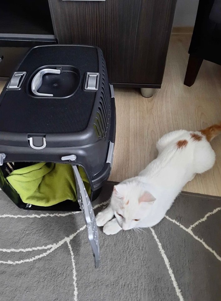 Siyah Gri Plastik Taşıma Çantası - Görsel 2