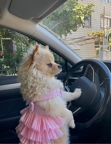 Pembe Köpek Kıyafeti Elbise
