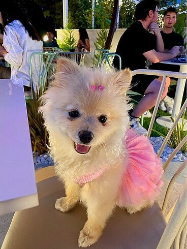 Pembe Köpek Kıyafeti Elbise