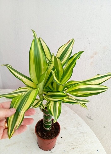 #DRACAENA#FRANGRANS#YELLOW#COA
