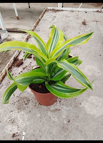 #DRACAENA#LEMON#LAME