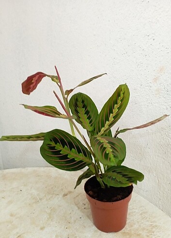 #CALATHEA#MARANTA#DUA#ÇİÇEĞİ