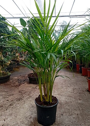 #AREKA#PALMİYESİ(BOYU 90 CM) 