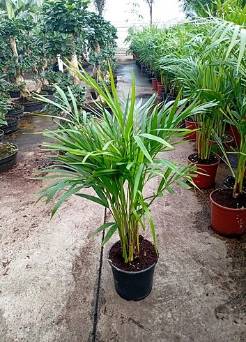 #AREKA#PAMİYESİ(BOYU 90 CM CİVARINDA)