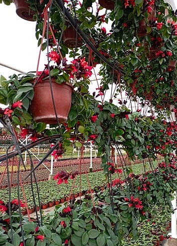 Diğer #AESCHYNANTHUS#RUJ#ÇİÇEĞİ