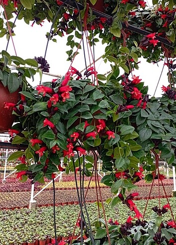 #AESCHYNANTHUS#RUJ#ÇİÇEĞİ