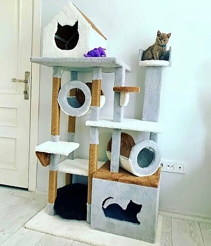 Kedi evi