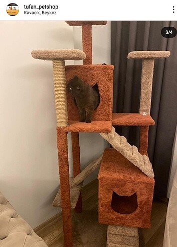  Beden Kedi evi 