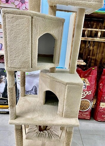  Kedi evi 