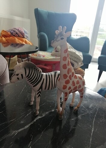 Zebra ve zürafa 