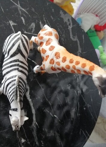  Zebra ve zürafa 