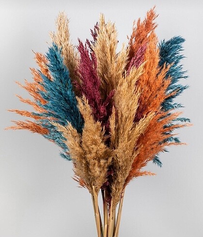 Kuru çiçek pampas