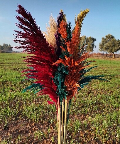 Kuru çiçek pampas