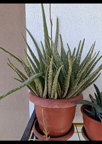 Kahverengi Saksıda Aloe Vera Bitkisi