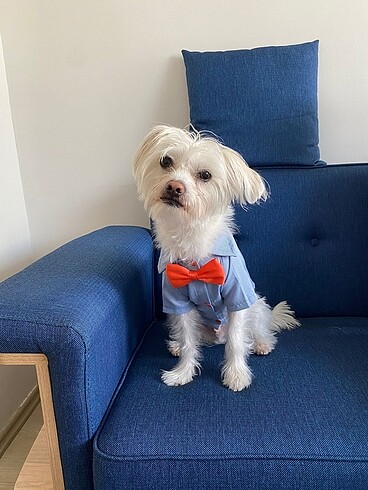 Köpek kıyafeti
