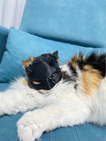 Kedi Maskesi