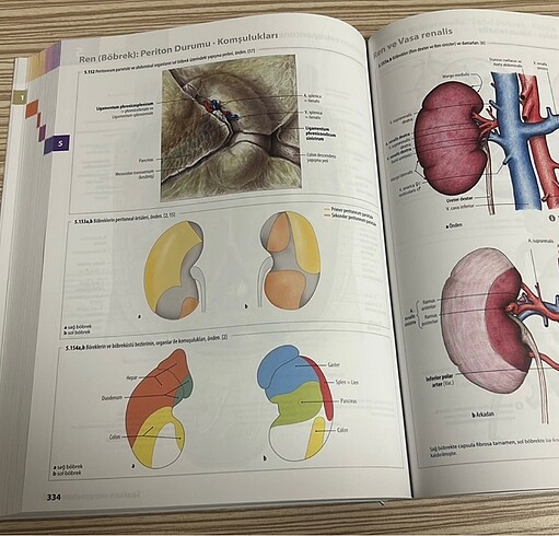 Beden Tillmann anatomik atlas