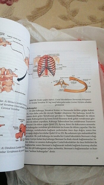  Beden Renk Hareket sistemi anatomisi kitabı 