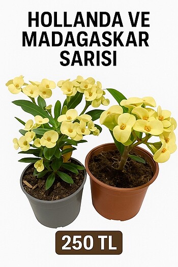 dikenler tacı seti