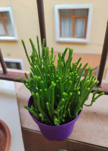 Beden Renkli Mor Saksıda Prensen Çamı Yeşil Sukulent