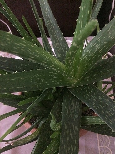 Aleovera