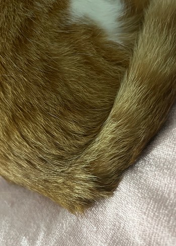 Pastel Kahverengi Kedi - Görsel 2