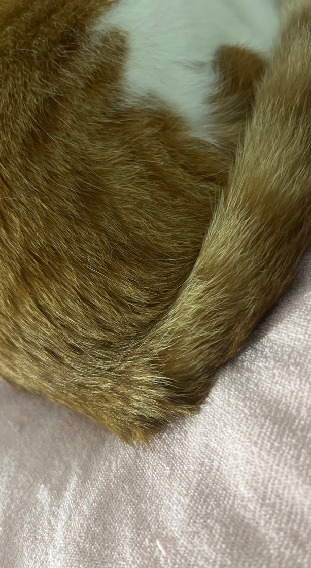 Pastel Kahverengi Kedi - Görsel 2