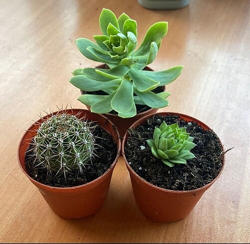 3?lu set bitki çiçek