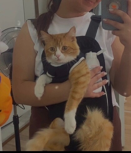 Kedi Ana Kucağı
