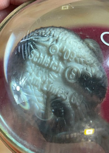 Schleich Penguen Koleksiyon Pvc Nadir Bu - Görsel 5