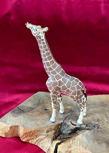 Schleich Erkek Zürafa Figür Orjinal PVC - Görsel 8