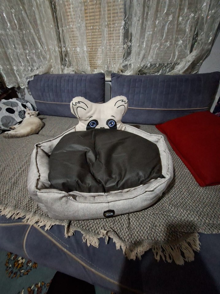 Ally Paws Kedi Yatağı - Görsel 2