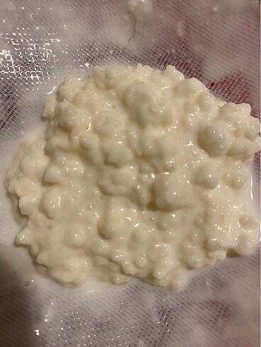 Kefir mayası