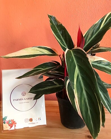 Calathea triostar (Dua çiçeği)