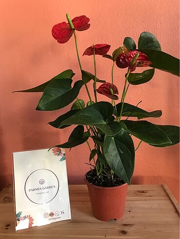 Anthurium (antoryum veya flamingo çiçeği)