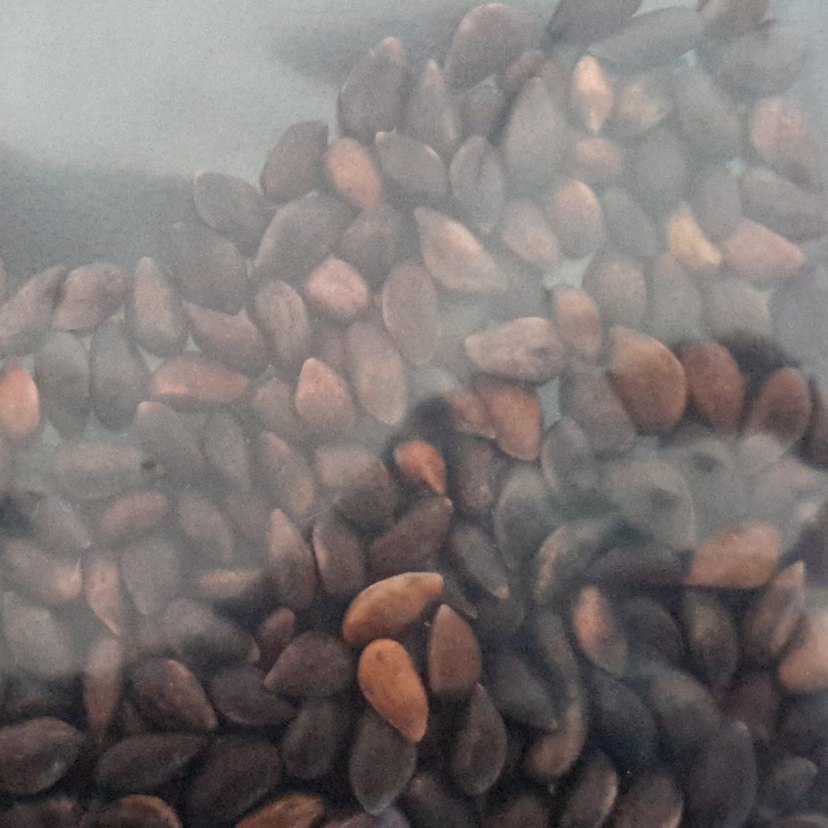 pinus mugo 20 adet tohum - Görsel 2