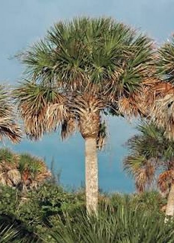 Sabal Palmetto 6 tohum - Görsel 2