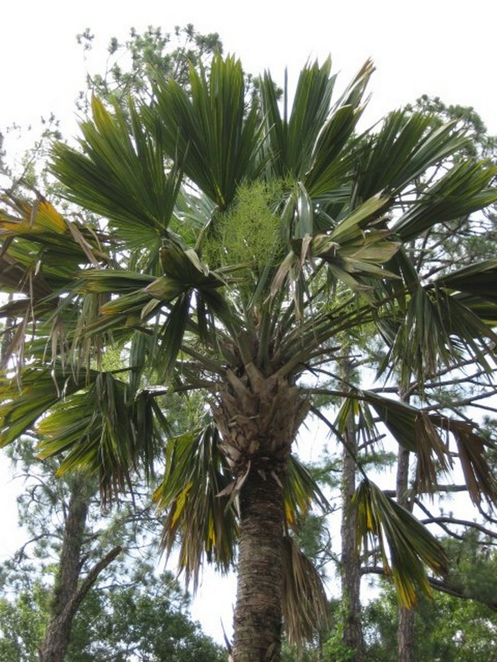 Sabal Palmetto 6 tohum - Görsel 3