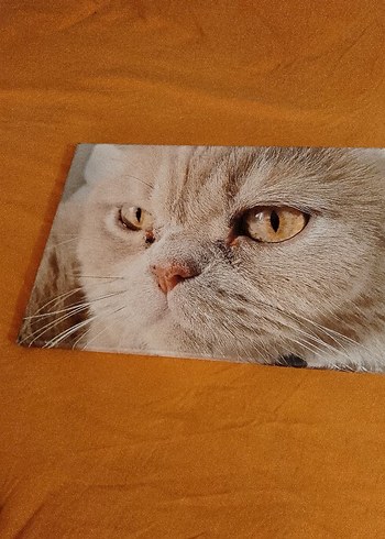 Parlak Kahverengi Kedi AksesuarıTAPLOLAR TANESİ 125 TL - Görsel 4