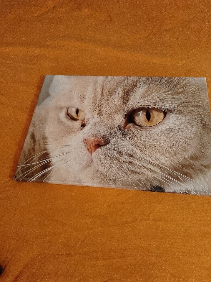 Parlak Kahverengi Kedi AksesuarıTAPLOLAR TANESİ 125 TL - Görsel 4