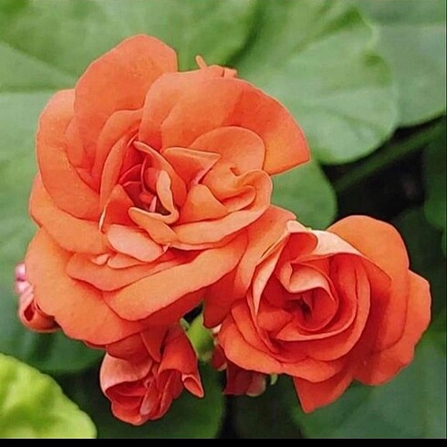 Orange bud