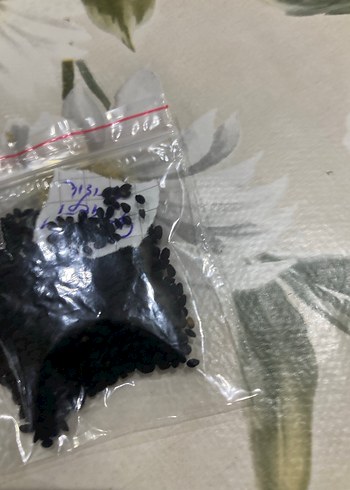 Çörek otu çiçeği 20 adet tohum - Görsel 6