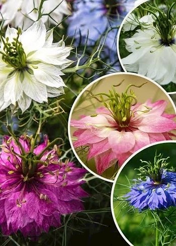 Çörek otu çiçeği 20 adet tohum - Görsel 2