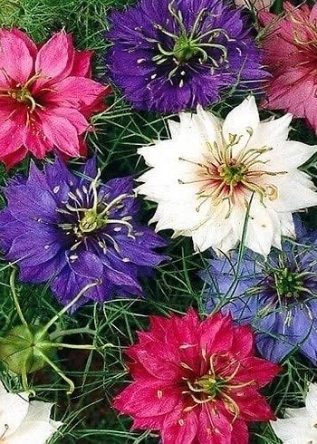 Çörek otu çiçeği 20 adet tohum - Görsel 3